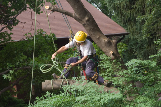 Best Root Management and Removal  in Haysville, KS